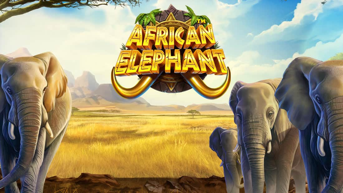 African Elephant