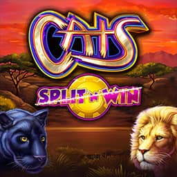 Cats Split ‘N’ Win