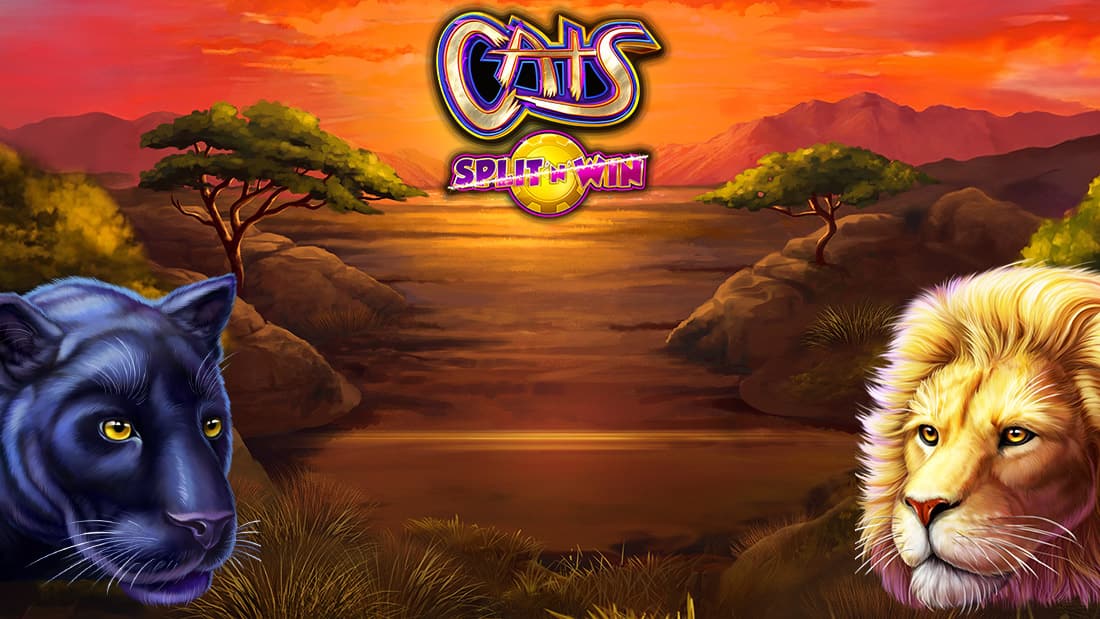 Cats Split ‘N’ Win