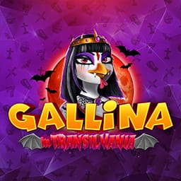 Gallina in Transilvania