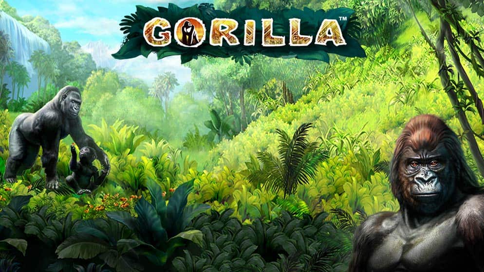 Gorilla